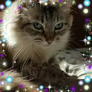 Meet your Posher, Robin